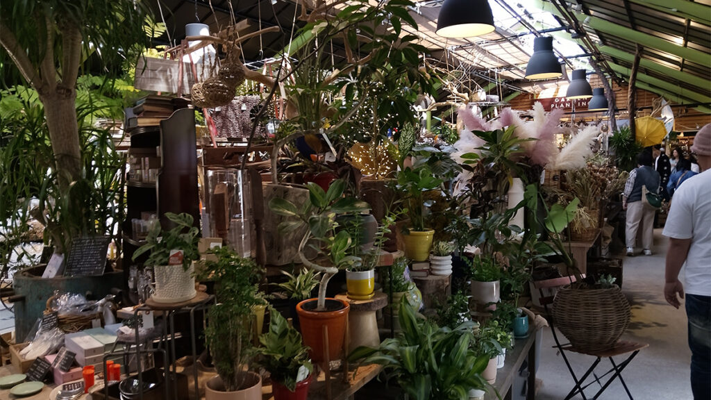 11_theFarm_観葉植物いっぱい