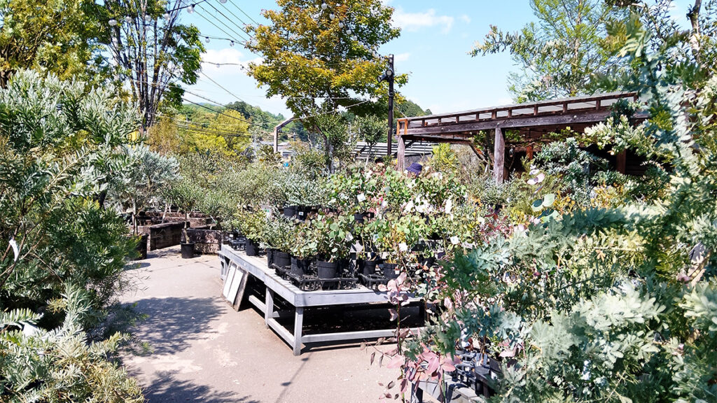 12_theFarm_ミモザやオリーブ、ユーカリなど