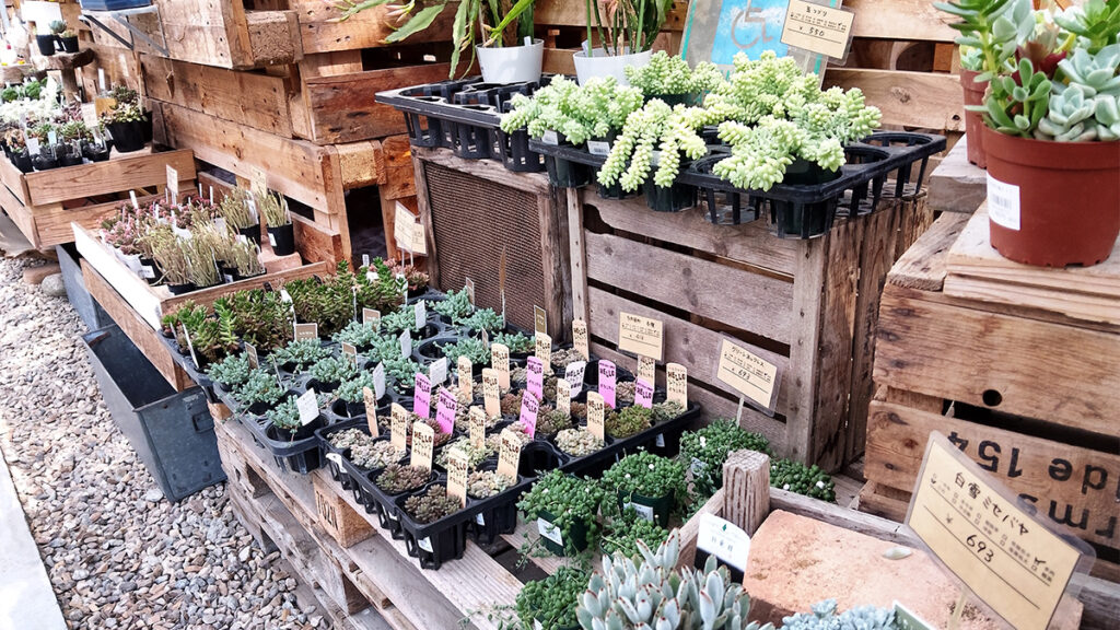 19_theFarm_多肉植物もいっぱい
