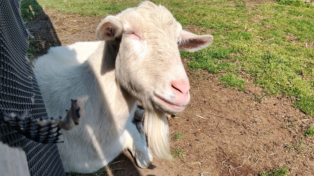 21_theFarm_ヤギもいます