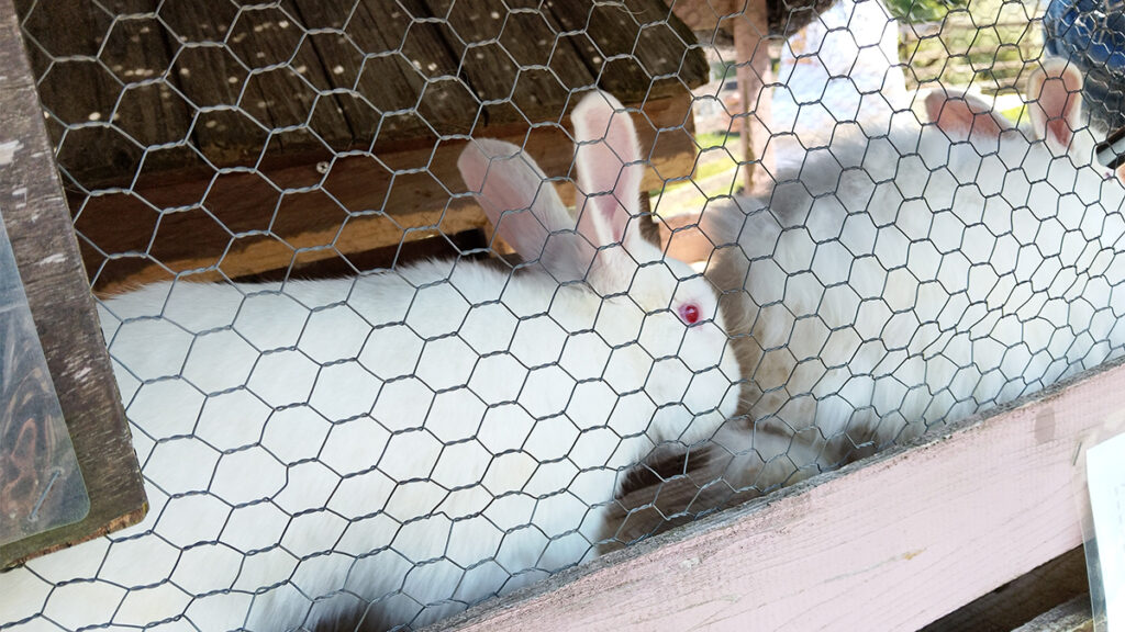 23_theFarm_こんなうさぎがいっぱいいますよ