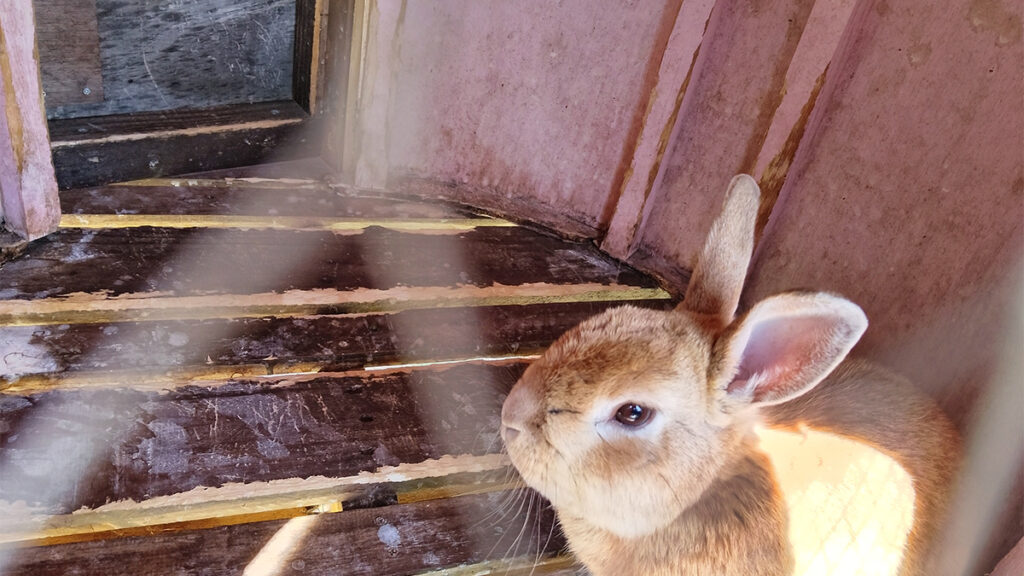 24_theFarm_こんなうさぎがいっぱいいますよ2