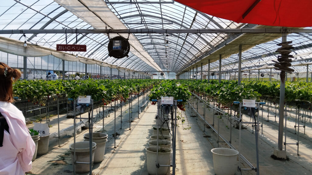 30_theFarm_いちごファームでいちご摘みもできます