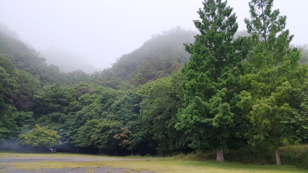 安室ダムキャンプ場_一段目の大きな杉の木