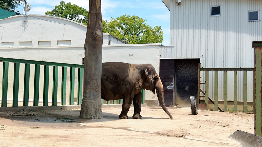 005王子動物園ゾウさん