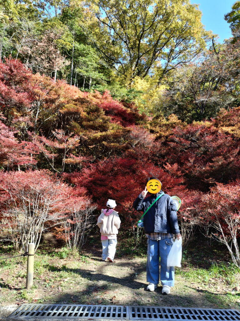 12小さな枝葉が美しいドウダンツツジ