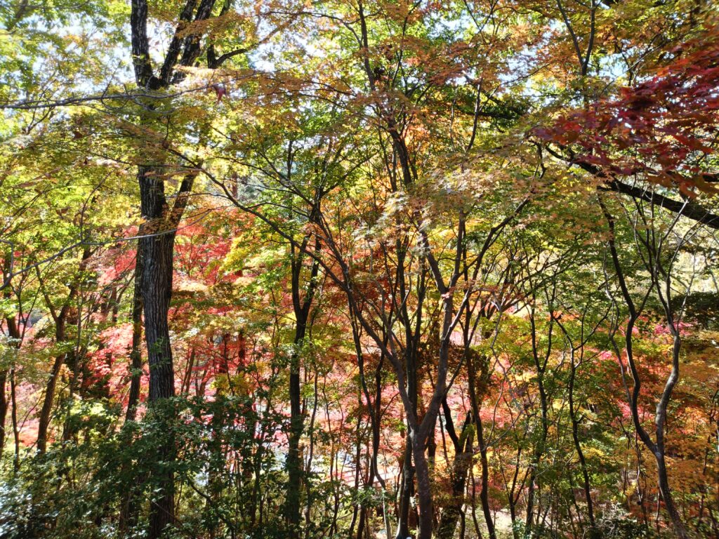 17あと2週間程度で、もっと赤くなりそうです