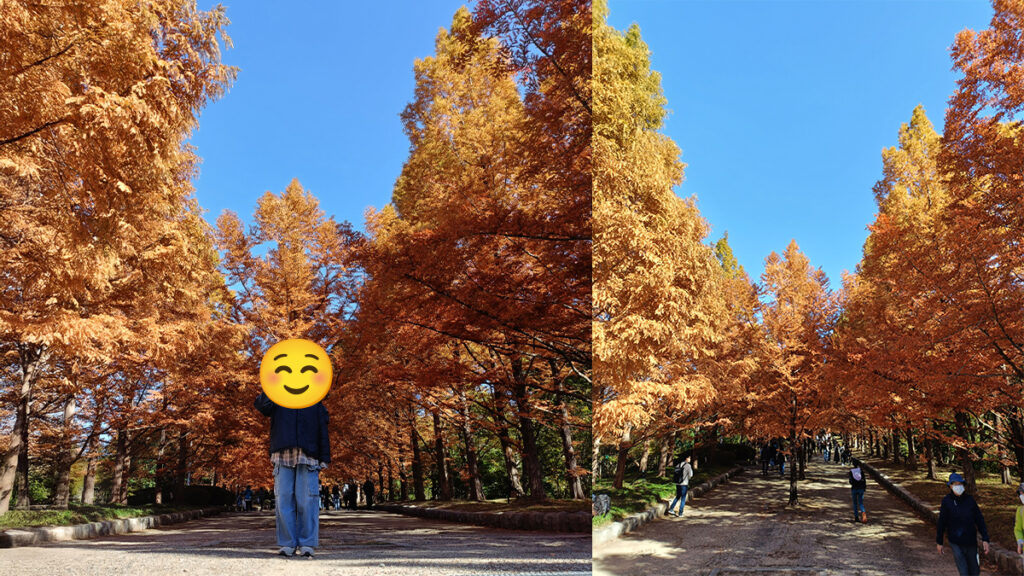 3メタセコイア並木の紅葉