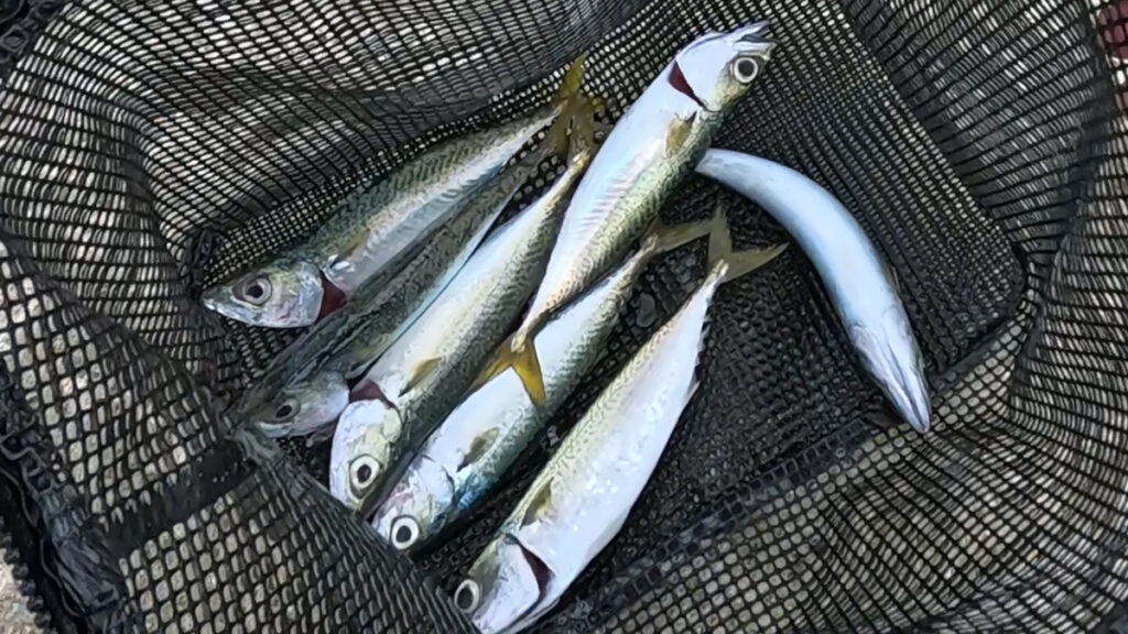 これだけ釣れました